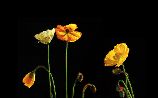 800845 (a): :2560x1600